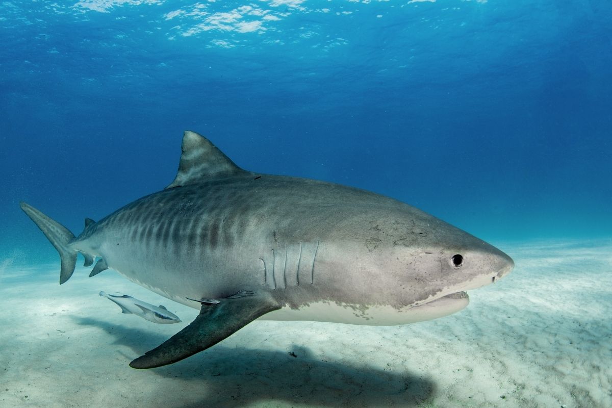 Tingus medžiotojas: ką žinome apie vieną pavojingiausių pasaulyje ryklių