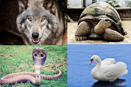 Toteminis gyvūnas pagal gimimo datą