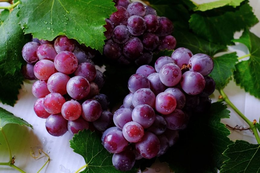 Vynuogių nauda ir žala: kam jos tinka, o kam geriau atsisakyti