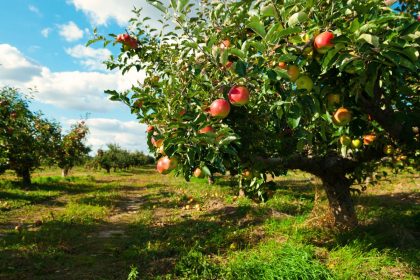 5 geriausios obelų veislės sodinimui rugsėjį: gausus ir skanus derlius kasmet