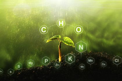 Be trąšų ir chemijos: augalai, kurie praturtina dirvožemį azotu ir pagerina derlių