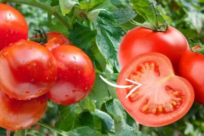 Baltos gyslos pomidoruose: priežastys ir ar tokius pomidorus galima valgyti