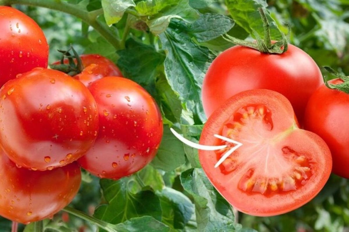 Baltos gijos pomidoruose: ką jos reiškia?