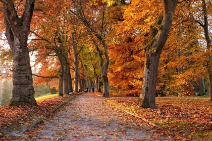 Druidų horoskopas rudeniui: 5 ženklai, kurie pagaus savo laimingą bilietą
