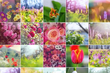 Gėlių horoskopas: Kokios gėlės geriausiai tinka Zodiako ženklams?