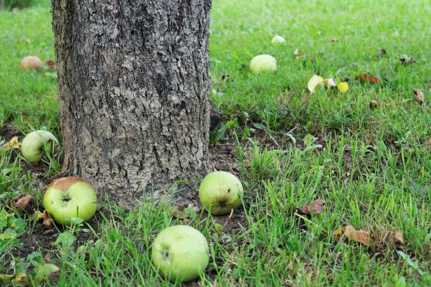 Ką daryti su nukritusiais obuoliais ir kaip juos panaudoti kompostui