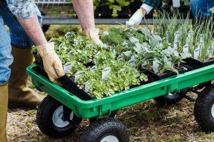 Ką sodinti rugpjūtį: daržovės, vaisiai, gėlės ir trąšų patarimai sėkmingam rudens startui