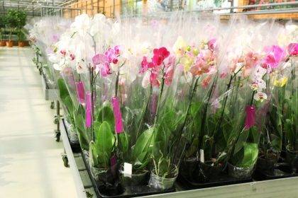 Kaip išsirinkti sveiką orchidėją: lapų ir šaknų požymiai, į kuriuos būtina atkreipti dėmesį