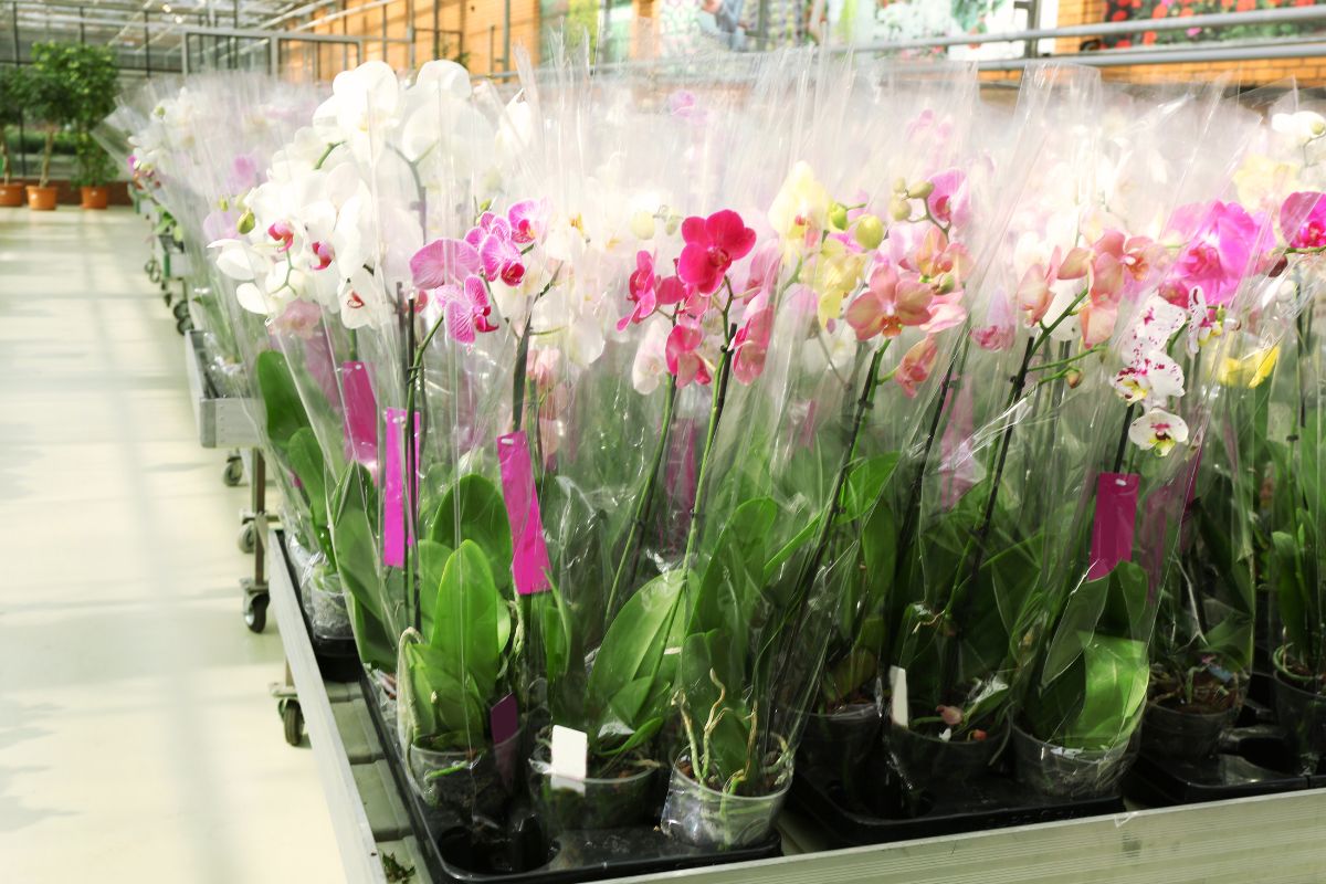 Patarimai, kaip įsigyti sveiką orchidėją, kuri dar ilgai puoš jūsų namus