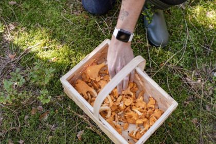 Kaip tinkamai valyti grybus: klaida, kuri gali sugadinti visą patiekalą