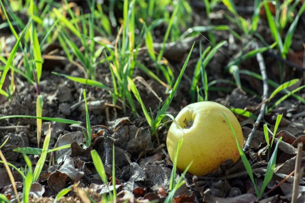 Kodėl vasarą neprinokę obuoliai ima byrėti ir kaip išgelbėti derlių