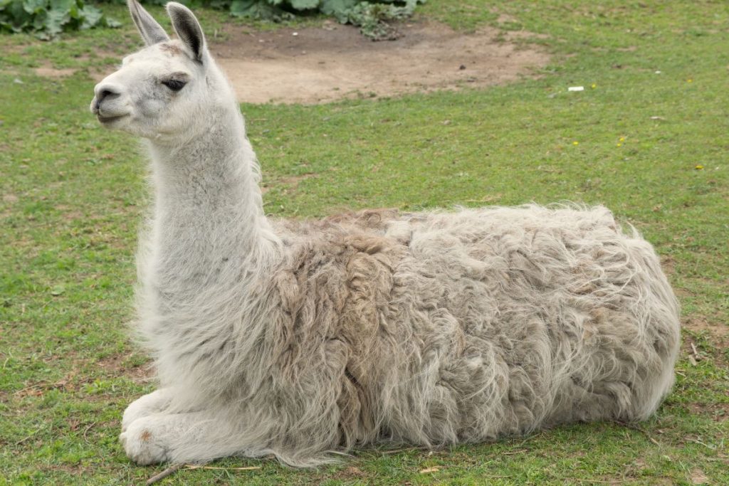 Lama