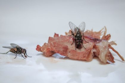 Naminis purškalas nuo vabzdžių: pigus ir veiksmingas receptas