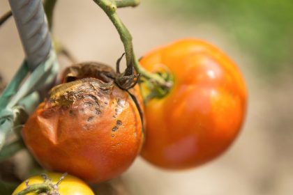 Veiksminga apsauga pomidorams ir agurkams: naminiai purškalai su mielėmis ir pienu