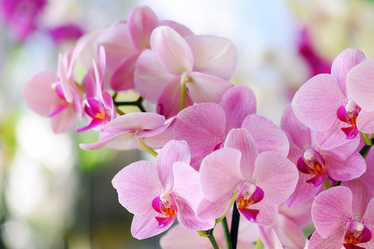 Kai jūsų orchidėja ims vysti, pakeiskite laistymo būdą ir jau po kelių dienų pamatysite daug naujų pumpurėlių