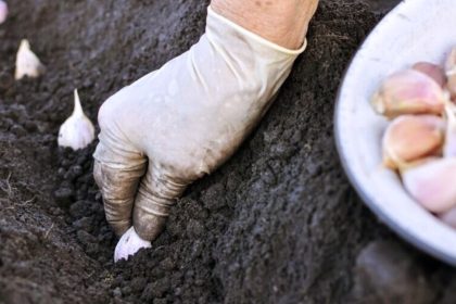 Žieminių česnakų sodinimas – patarimai greitam ir efektyviam darbui