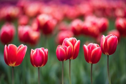 Kada sodinti tulpes, kad jos pražystų kovą – patarimai sodininkams