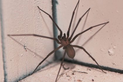 Kaip atsikratyti vorų ir vabzdžių namuose: veiksmingi natūralūs būdai