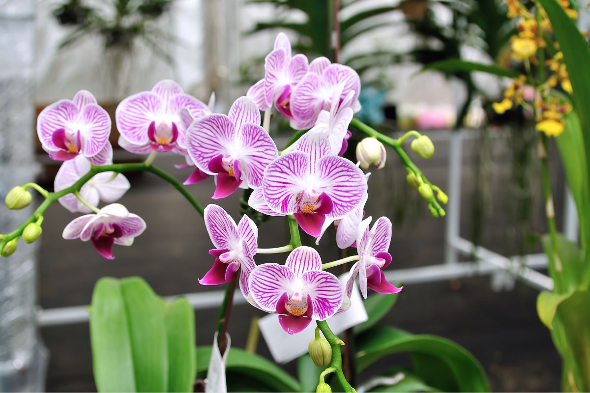 Jei būčiau žinojusi, būčiau tai padariusi jau seniai: po 2 savaičių orchidėja būtų pasipuošusi žiedais!