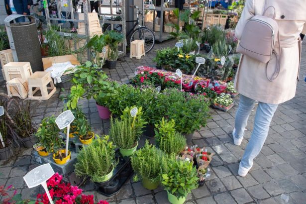 Kokius augalus sodinti balkone žiemą: patarimai ir geriausi pasirinkimai