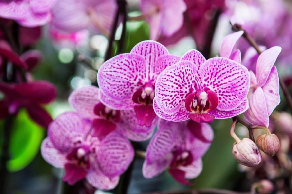 Magiškas vanduo orchidėjoms. Jis pašalina pelėsį ir stiprina augalą