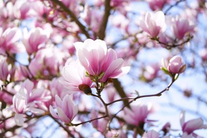 Kaip rudenį sodinti magnoliją, kad ji prigytų ir gražiai žydėtų jūsų sode