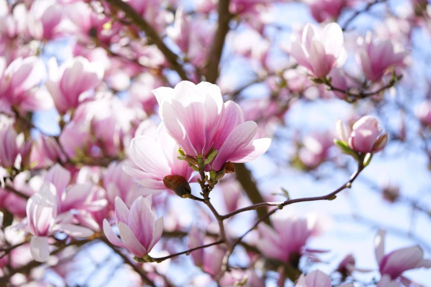 Kaip rudenį sodinti magnoliją, kad ji prigytų ir gražiai žydėtų jūsų sode