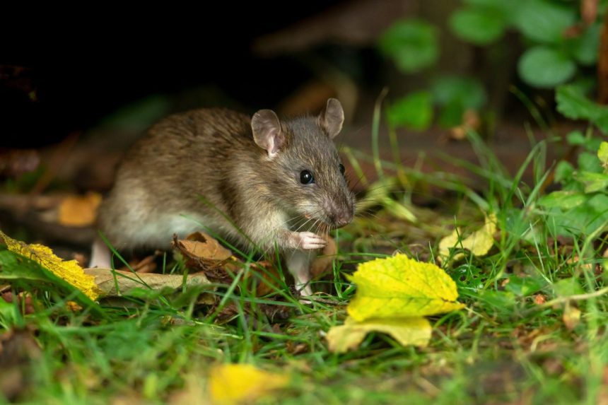 Pasodinkite šiuos 3 augalus – žiurkės ir pelės dings iš jūsų sodo
