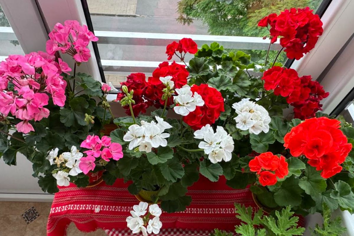 Pelargonijos žiemą gali žydėti, išbandykite šias gudrybes!