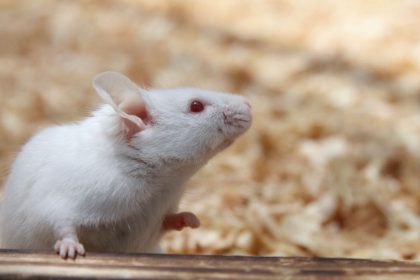 Mokslininkai pribloškė: pelių gyvenimas pailgėjo 33% sumažinus tik vieną aminorūgštį