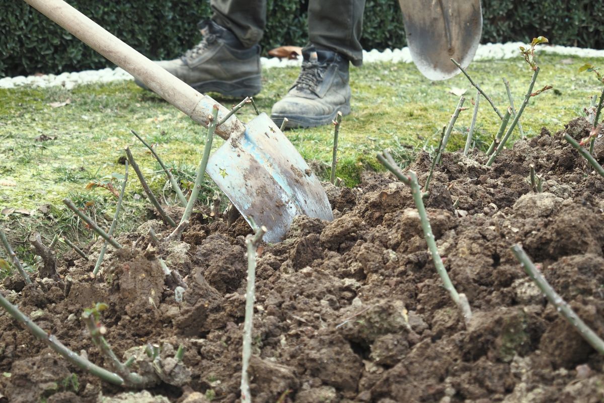 Sėjos kalendorius spalio mėnesiui: ką ir kada sėti darže