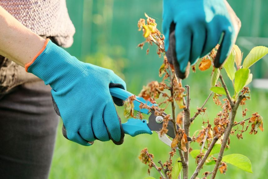 Šių 4 augalų rugsėjį genėti negalima – kitaip kitą sezoną liksite be žiedų