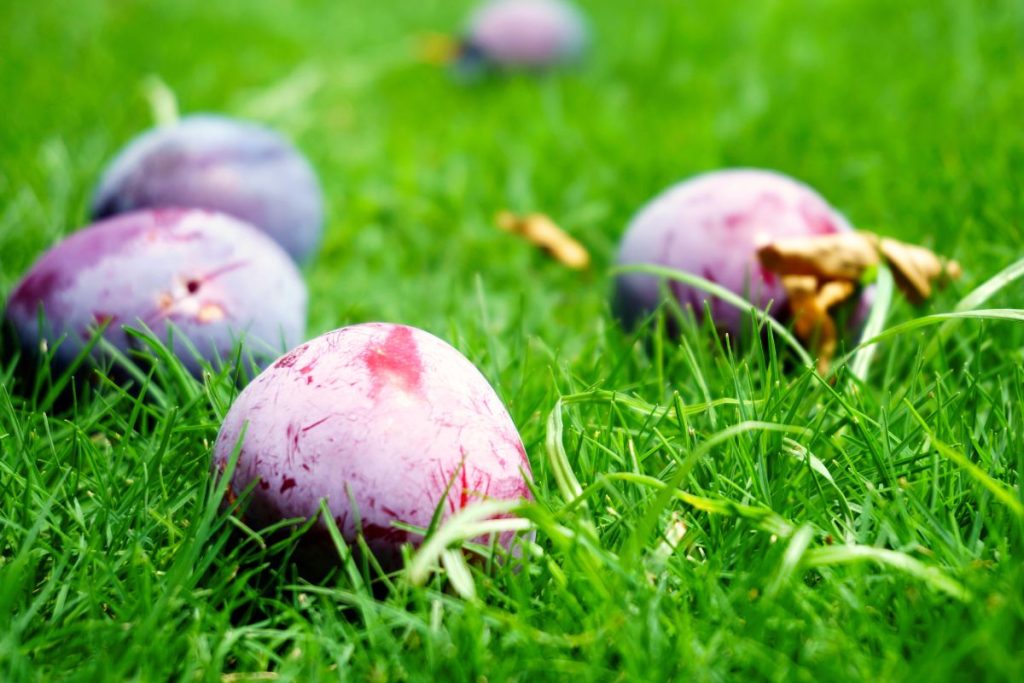 Supuvę obuoliai, slyvos ir kiti vaisiai kenkia sodui bei veją gali sugadinti vos per dieną.