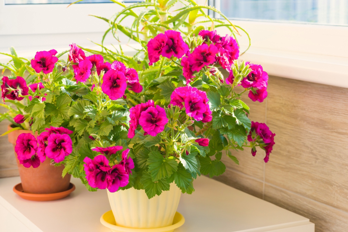 Dvi trąšos kambariniams augalams: pelargonijos ir orchidėjos jums atsidėkos nuostabiais žiedais!