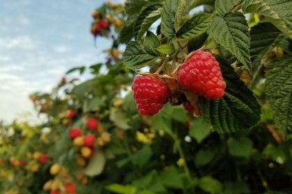 5 uogos, kurias verta sodinti rudenį: kitais metais džiaugsitės gausiu derliumi