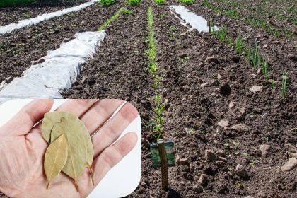 Įkaskite lauro lapą į žemę rudenį – po savaitės sklypo neatpažinsite