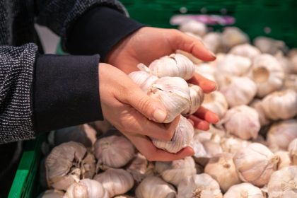 Ką įberti į dirvą prieš sodinant žieminį česnaką: patikimi patarimai gausiam derliui