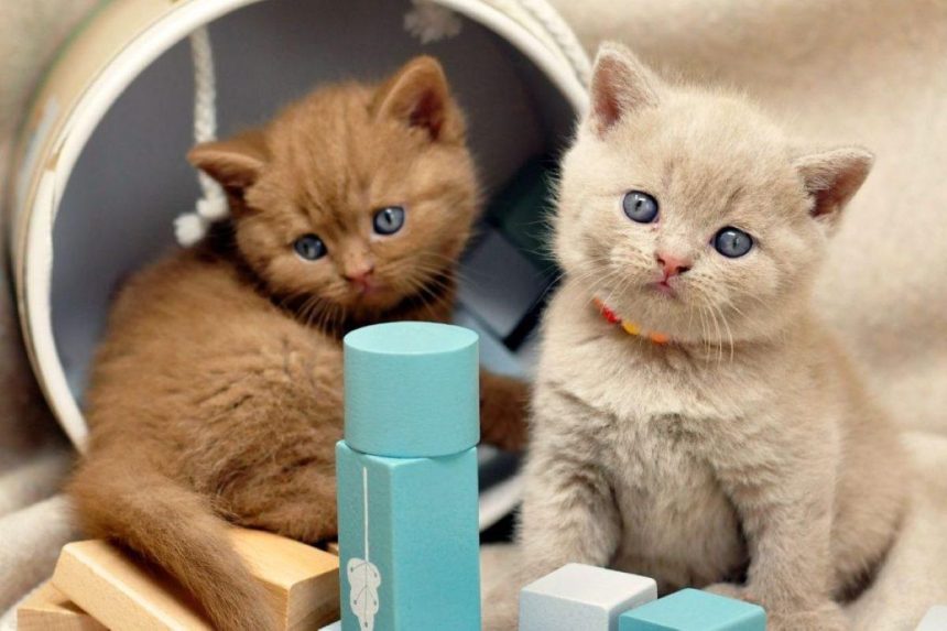 Astrologai: katės spalva daro įtaką namų energijai ir emocinei atmosferai