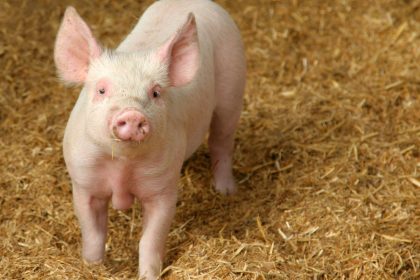 Kinijoje pirmą kartą žmogui persodintos genetiškai modifikuotos kiaulės kepenys