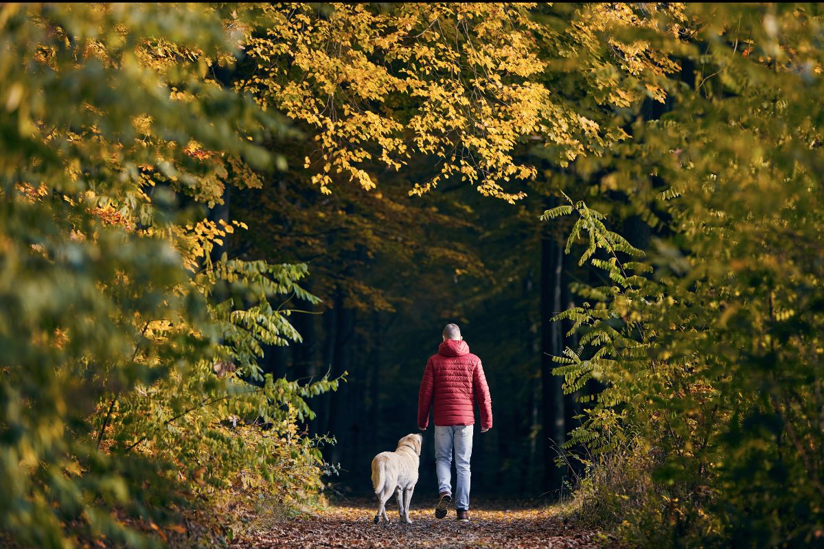 Kur dingo baltos šunų išmatos? Priežastis nustebins net ilgamečius augintinių šeimininkus!