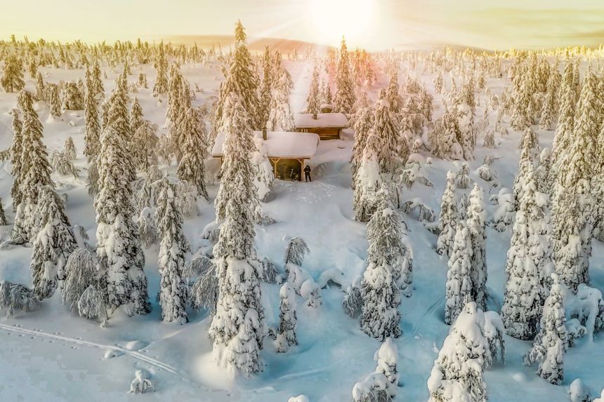 Laplandijoje atrado egles, ant kurių auga auksas – netikėtas mokslininkų atradimas