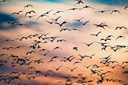 Paukščiai siunčia niūrų signalą žmonijai: mokslininkai perspėja apie pavojingus klimato pokyčius