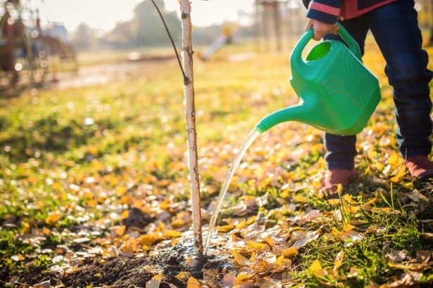 Kodėl svarbus rudens–žiemos sodo laistymas: agronomo patarimai, kaip pasiruošti žiemai