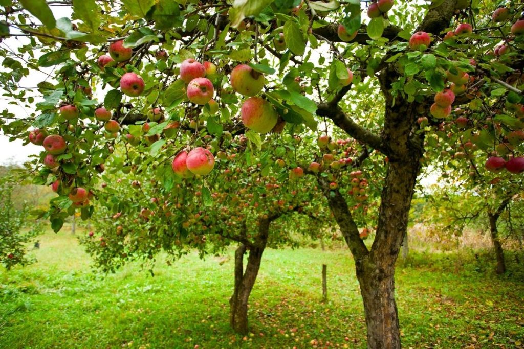 Kodėl verta naudoti aliuminio foliją?