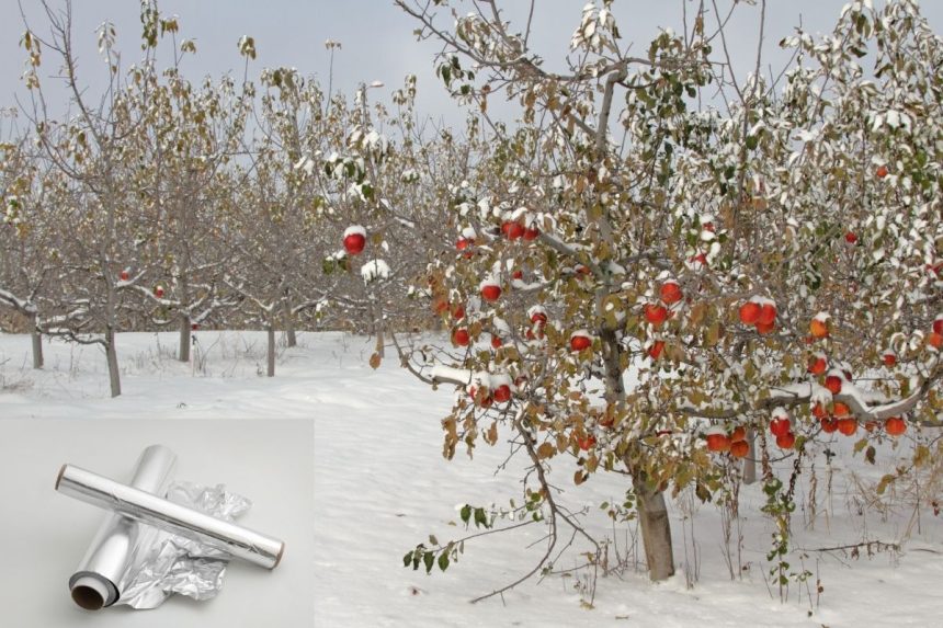 Kodėl verta apvynioti vaismedžių kamienus folija: paprastas būdas padidinti kitų metų derlių