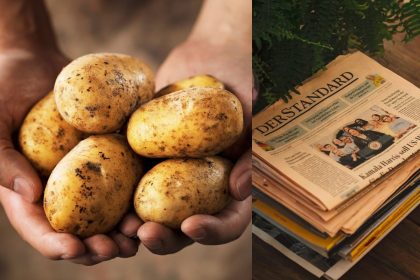 Kaip užsiauginti jaunų bulvių iki gegužės: agronomų išbandytas metodas su laikraščiais ir kibiru