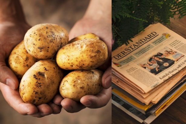 Kaip užsiauginti jaunų bulvių iki gegužės: agronomų išbandytas metodas su laikraščiais ir kibiru