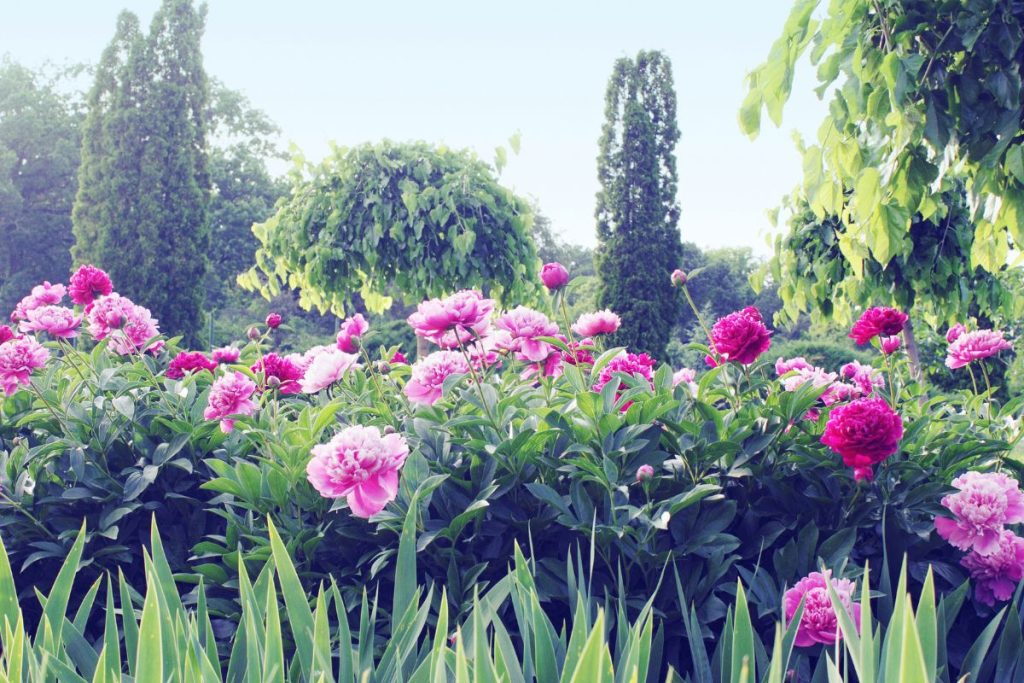Kad bijūnai būtų apsaugoti visus metus, verta pasirūpinti ir tinkama jų vieta sode