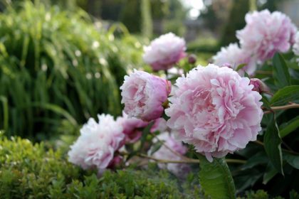 Jūsų bijūnai pavojuje – kaip atpažinti ir sustabdyti pavojingą pilkąjį pelėsį