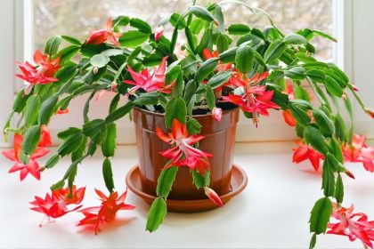 Ką lapkritį būtina padaryti su kalėdiniu kaktusu, kad jis gausiai žydėtų žiemą